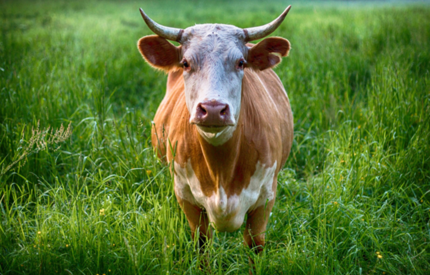 Image of bull in pasture, staring into camera