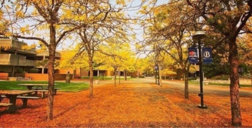 Photo of Bellevue in Autumn, with golden tree foliage