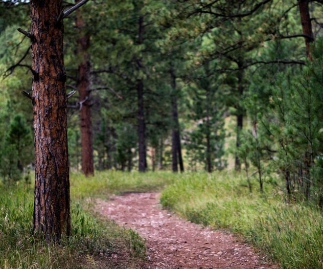 A dirt path in a grove of trees