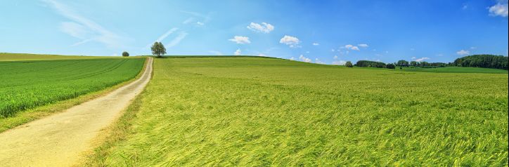 Pathway through a field.