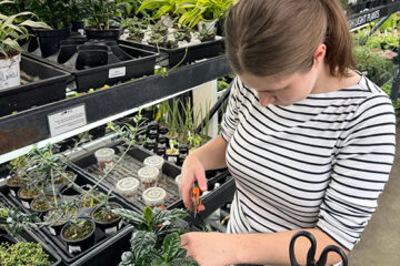 An OLS intern prunes plants in a greenhouse.