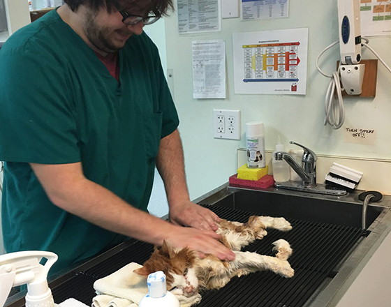 An OLS intern cares for a cat in a veterinary hospital.