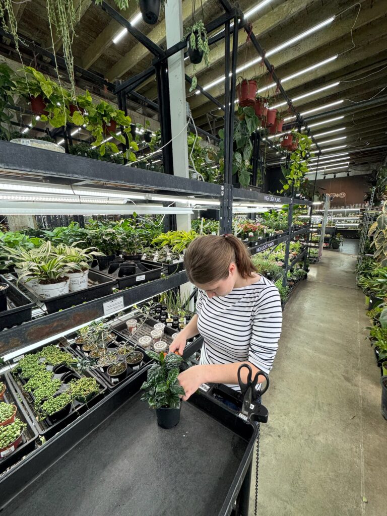 An OLS student pruning indoor plants at their internship.