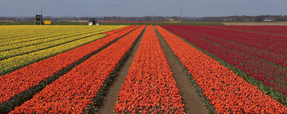 Large rows of tulips flourish between dirt pathways on a tulip farm.