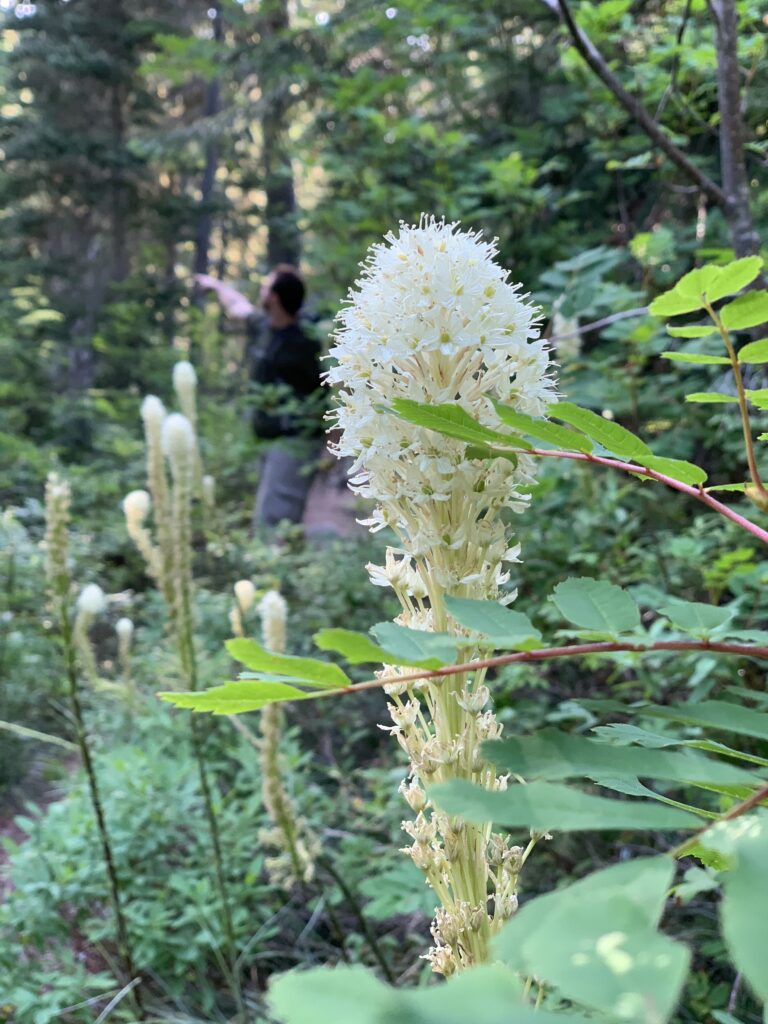 Beargrass on a late spring/early summer hike in the woods.