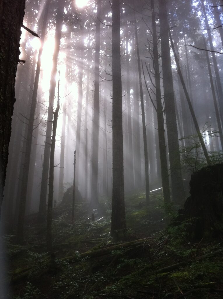 Filtered light through the coniferous forest.