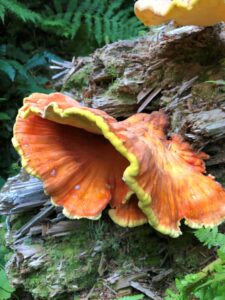 Guided Group Sunset Hike to Rattlesnake Ledge