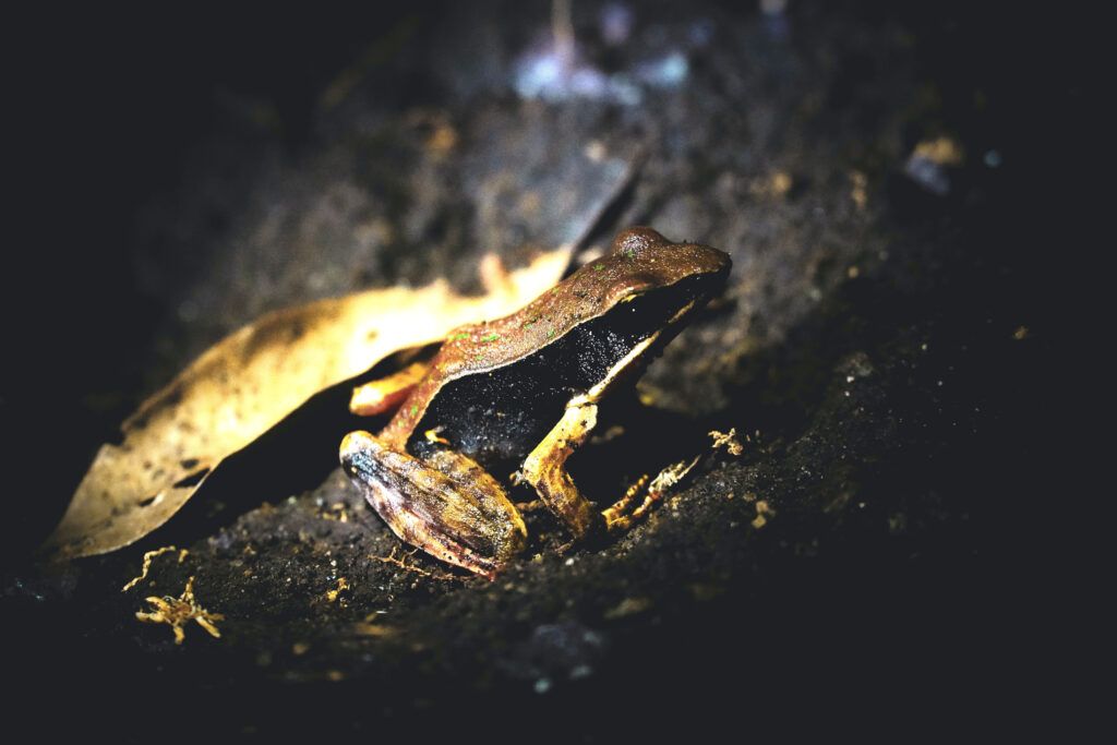 Costa Rican frog