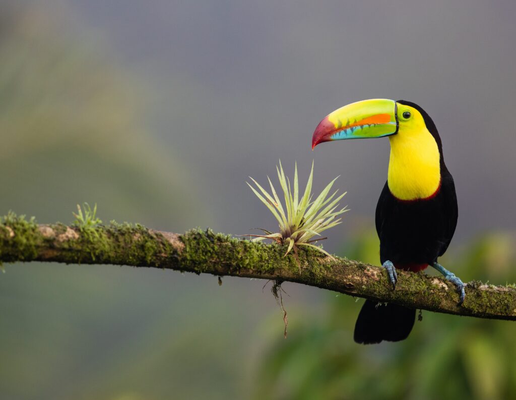 Keel-billed Toucan, one of several species of Toucan in Costa Rica