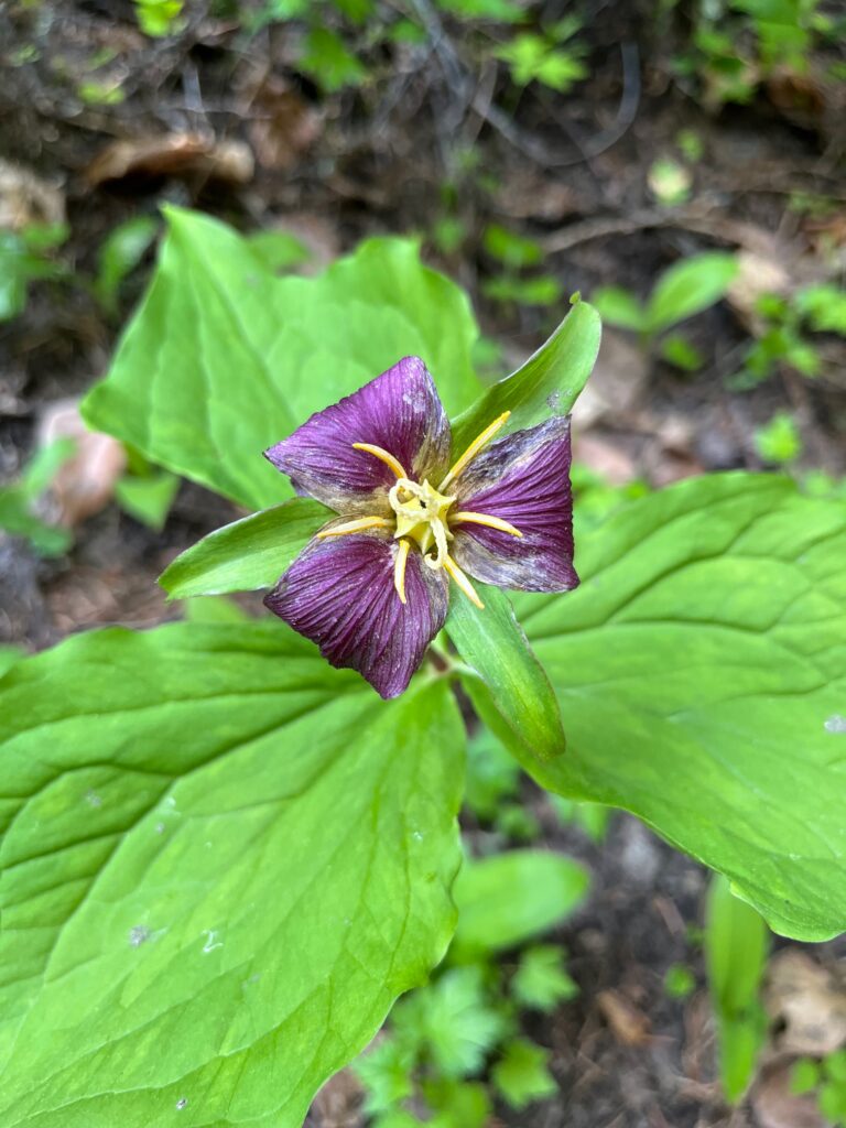 Native Trillium blossom with its characteristic three petals and three leaves.