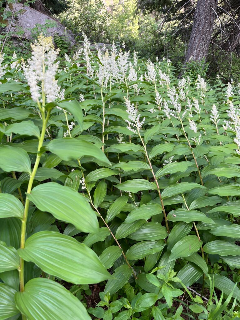 A huge drift of fragrant False Solomon's Seal along the Ingalls Creek Trail.