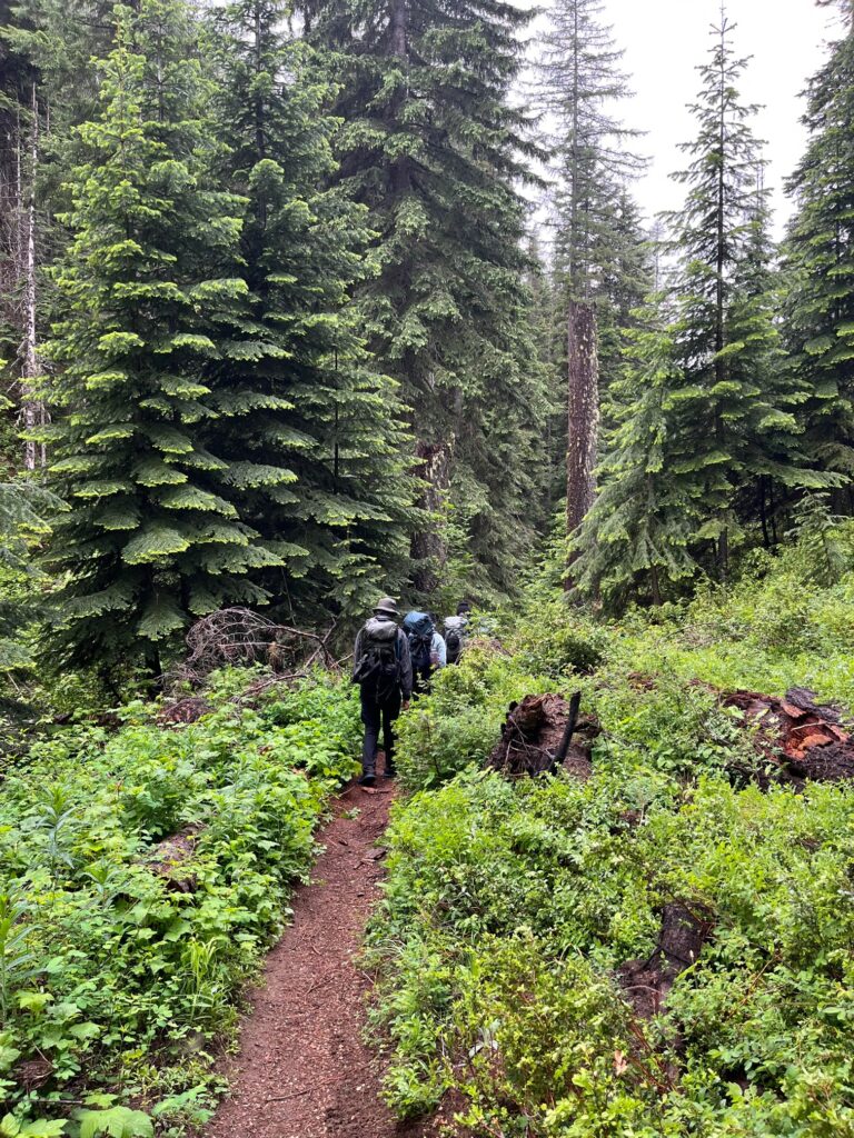 Hiking through lowland forest of Doug fir and Hemlock with berry bushes leafing out in strength.