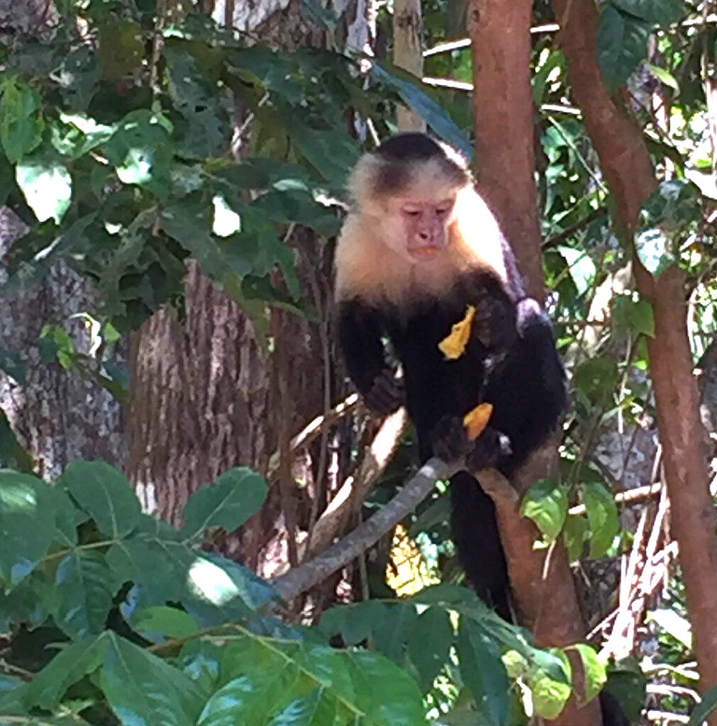 Costa Rican monkey