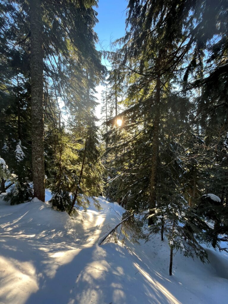 Filtered light in the snow at Lodge Lake.