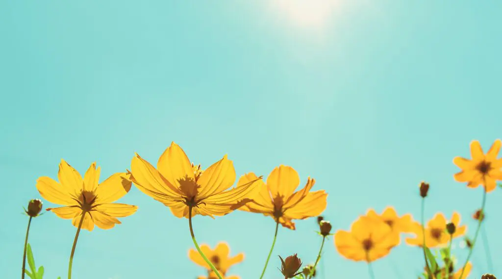 yellow flowers and blue sky on a sunny day