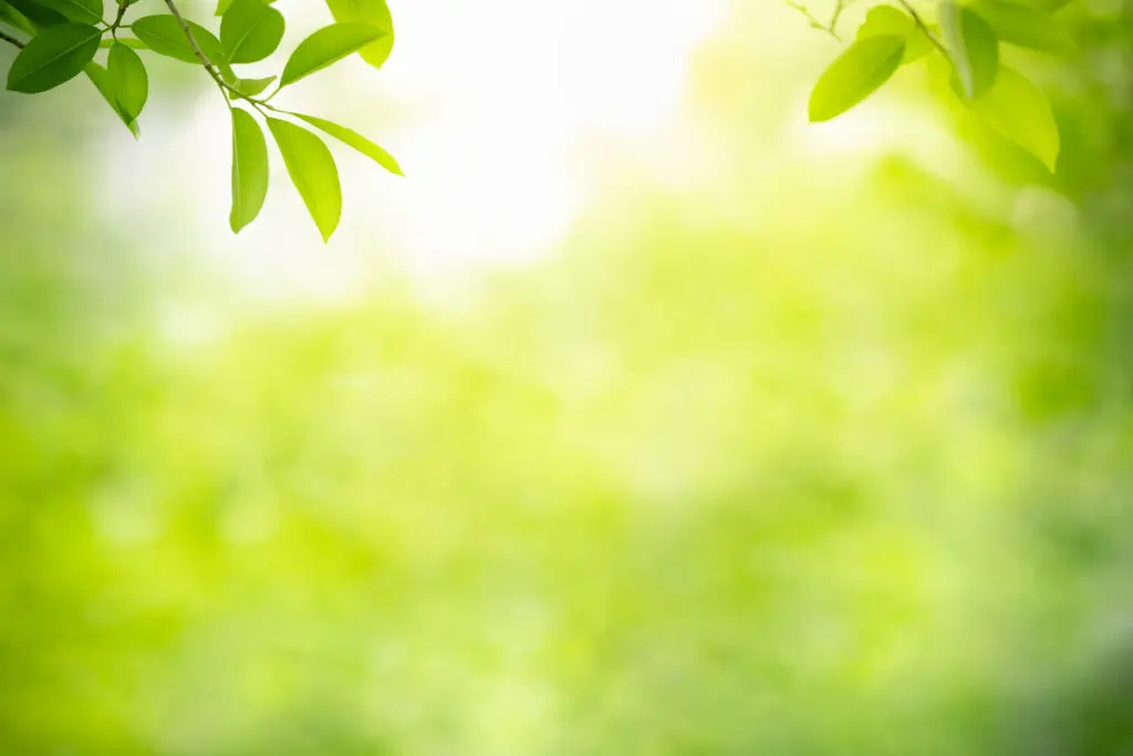 blurry green leaves with sun breaking through them