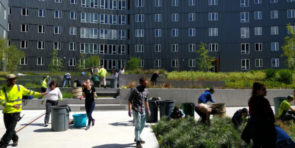 A work party with people planting shrubs in the raingarden