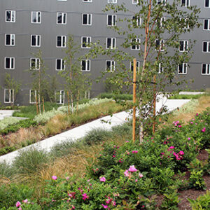 Pathway leading through the rain garden by Student Housing