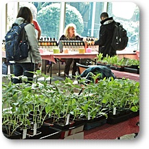 Plants at the Farmesr Market during Earth Week