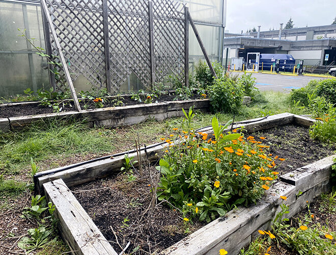 Part of the garden plot in the BC Garden.