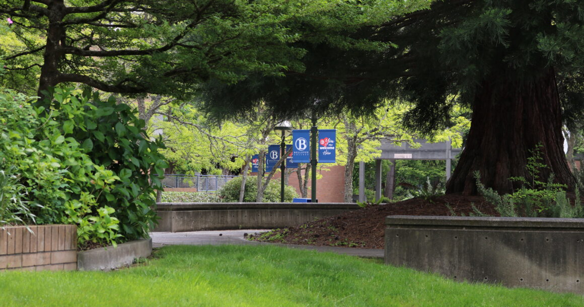 A large pine tree towers over a grassy lawn, with a BC banner in the background