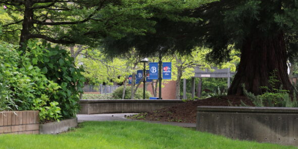 A large pine tree towers over a grassy lawn, with a BC banner in the background