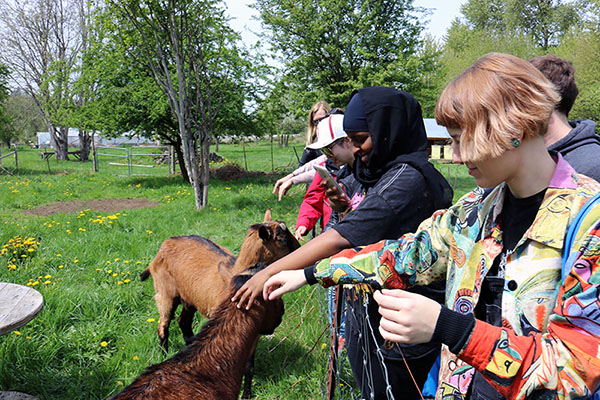 Students pet goats in a field.