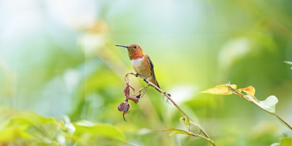 Hummingbird