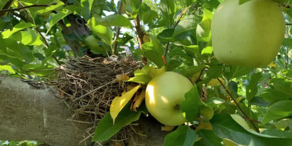 Birds nest in an apple tree.