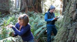 Fern Watch