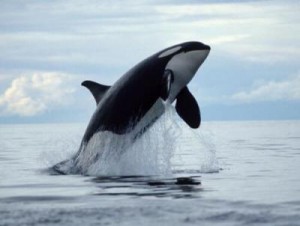 Orca Picture