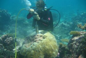 Scuba diver underwater with a drill going into a round coral.