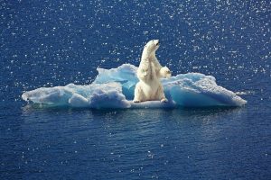 Polar bear in a melting iceberg