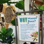 Bees! Fun, Safe, Easy Mason and Leafcutter Bees - summer 2021