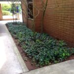 shaded BC flower bed ready to replant with native plants