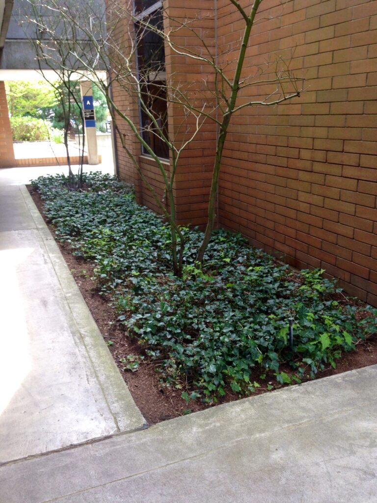 shaded BC flower bed ready to replant with native plants