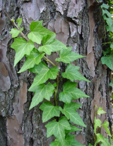 English Ivy on a Tree