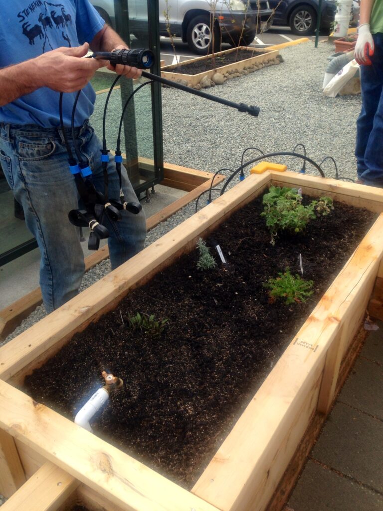 new drip water irrigation in an ADA bed