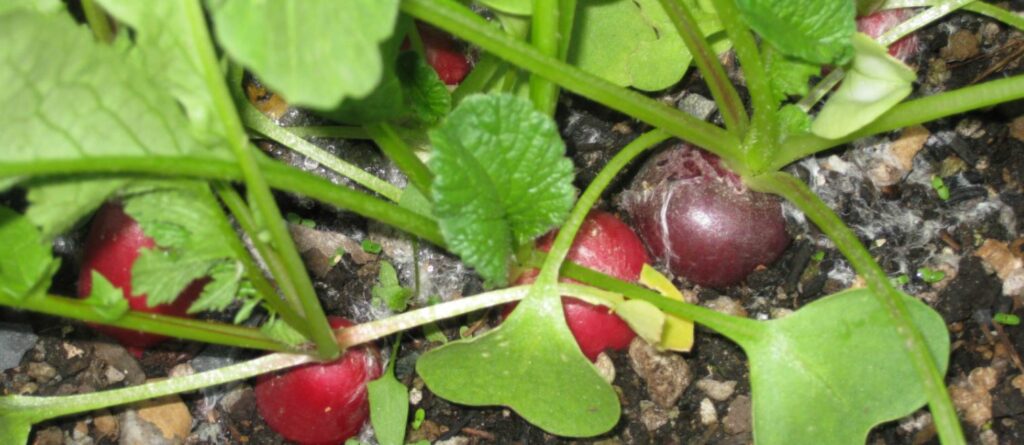 radishes from the IDEA Garden