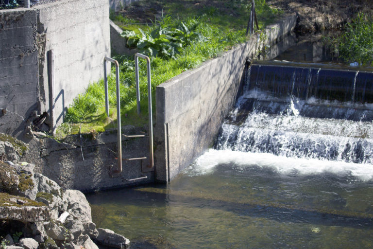 The habitat of the salmon conservation in issaquah