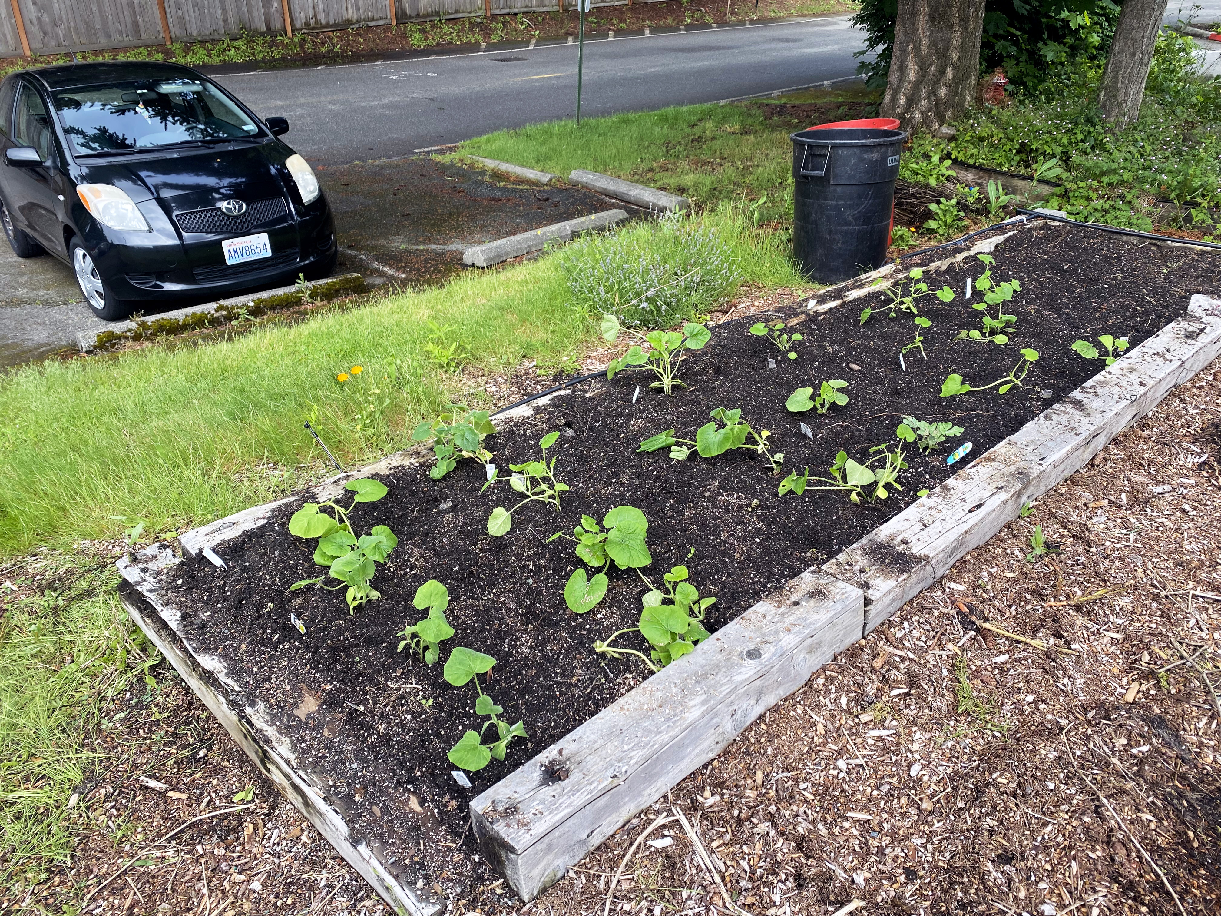 after being worked on garden
