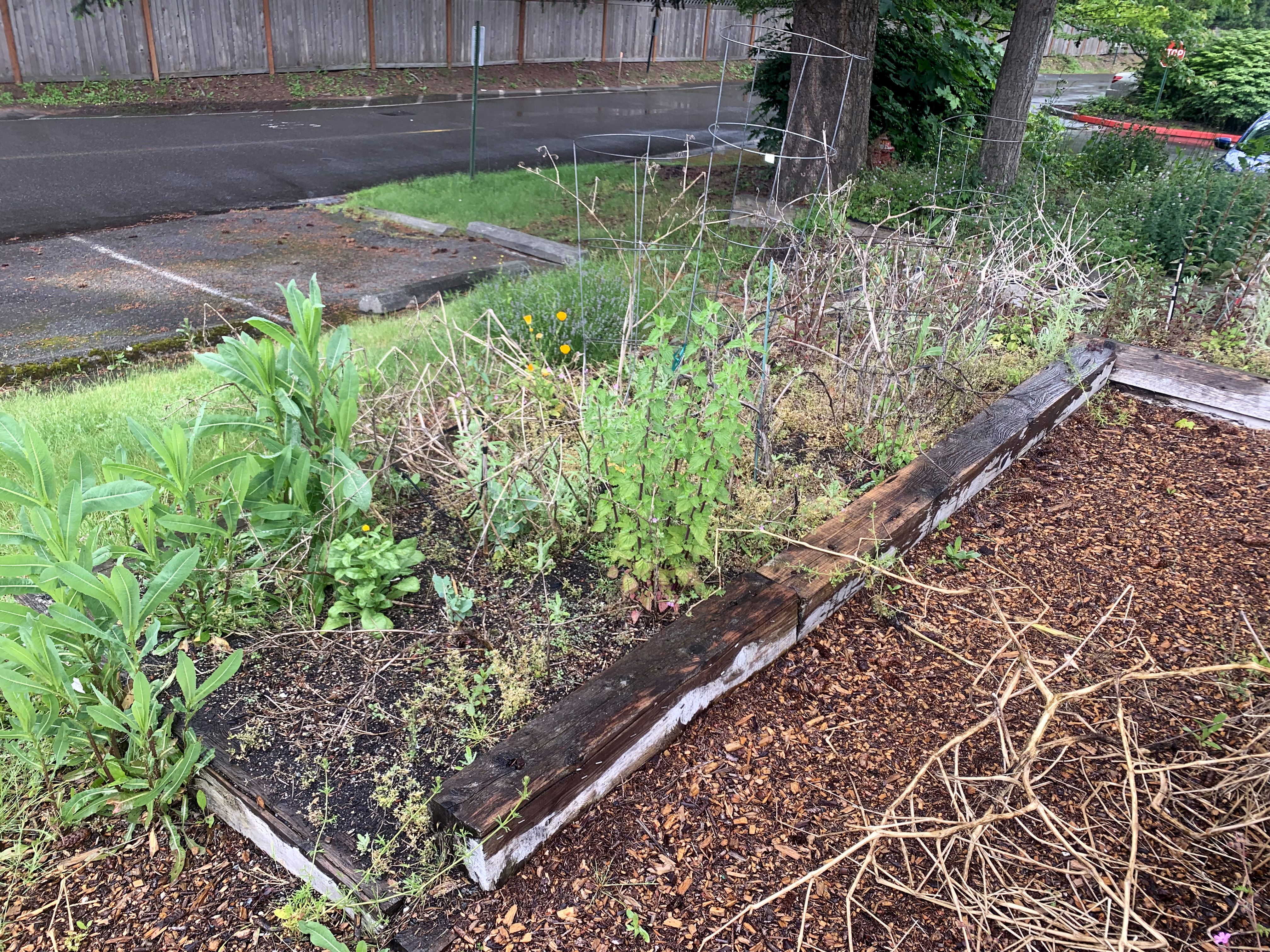 before shot of the garden full of weeds