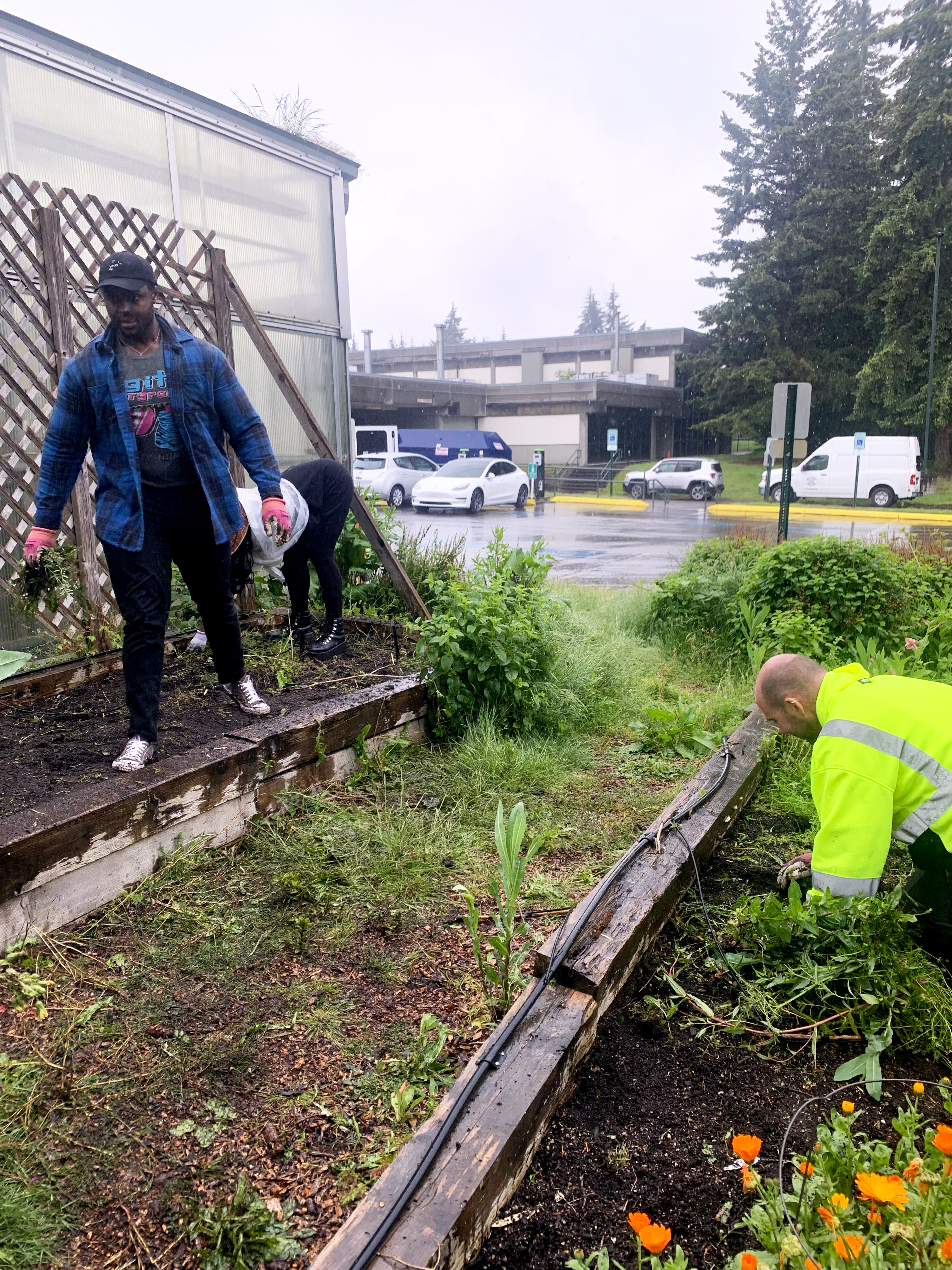 group of students and a bc employee working on the garden