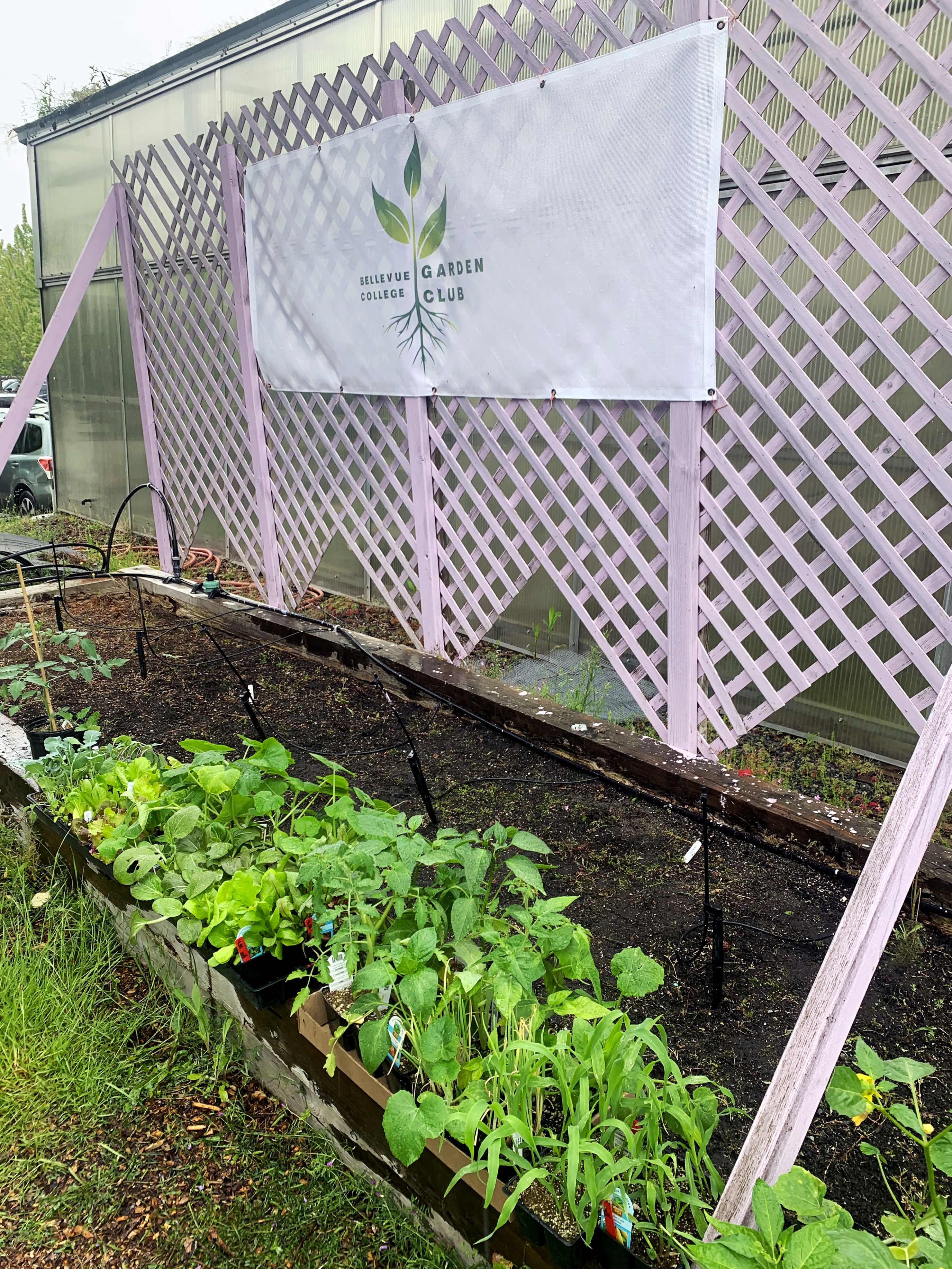 fresh laid plants in the garden in front of the garden club sign