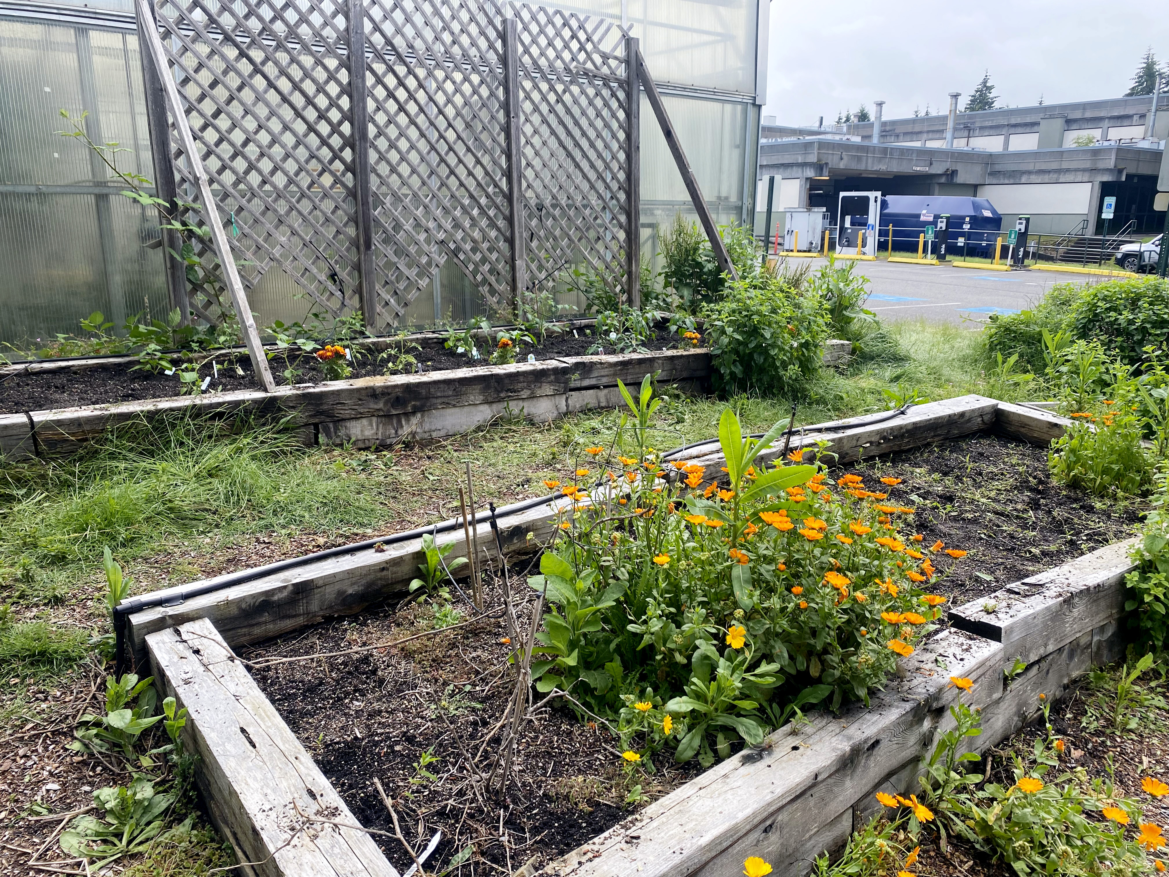 progress shot of the garden with light weeds still there