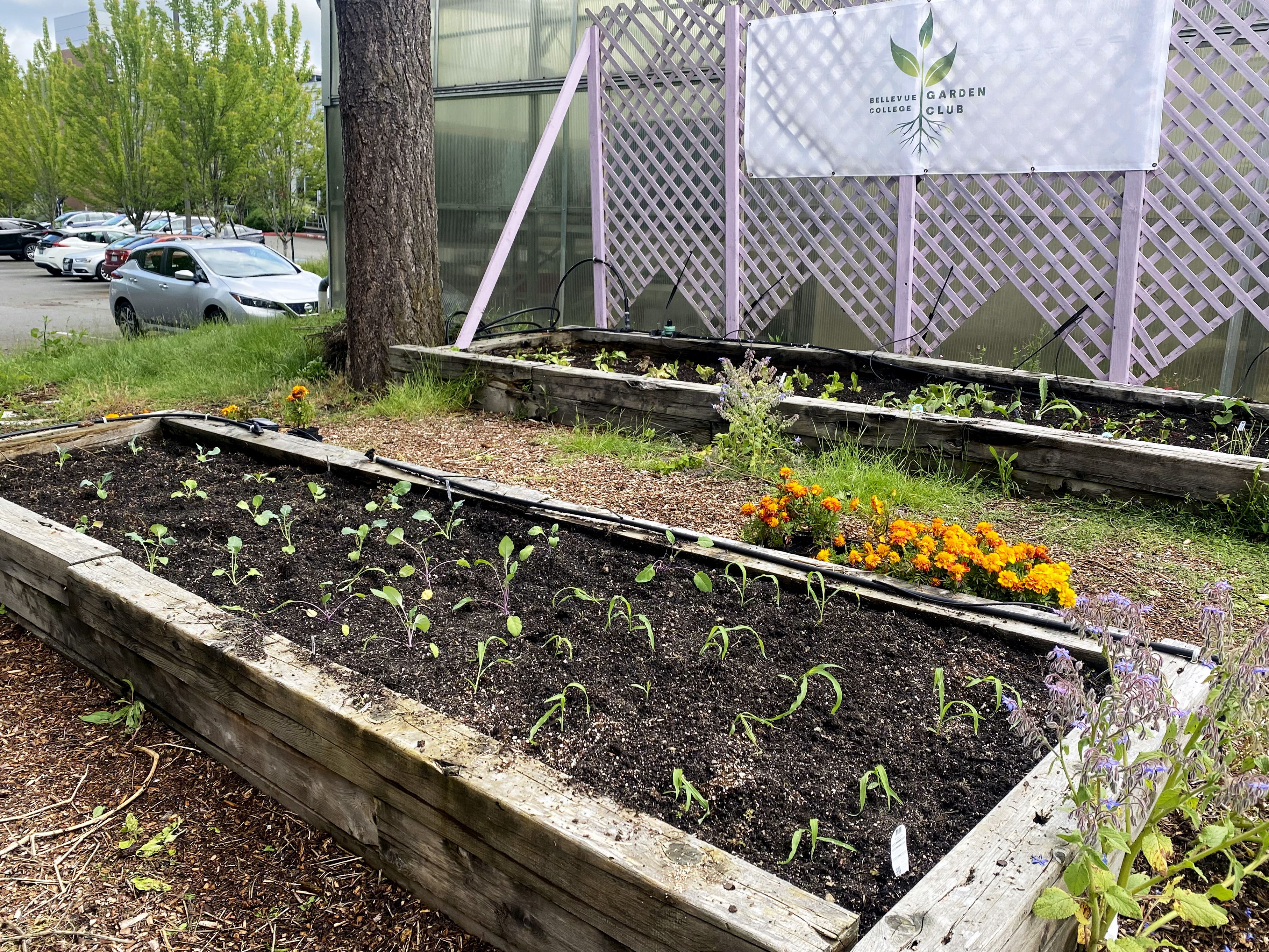 completed planted and cleaned after shot of the garden