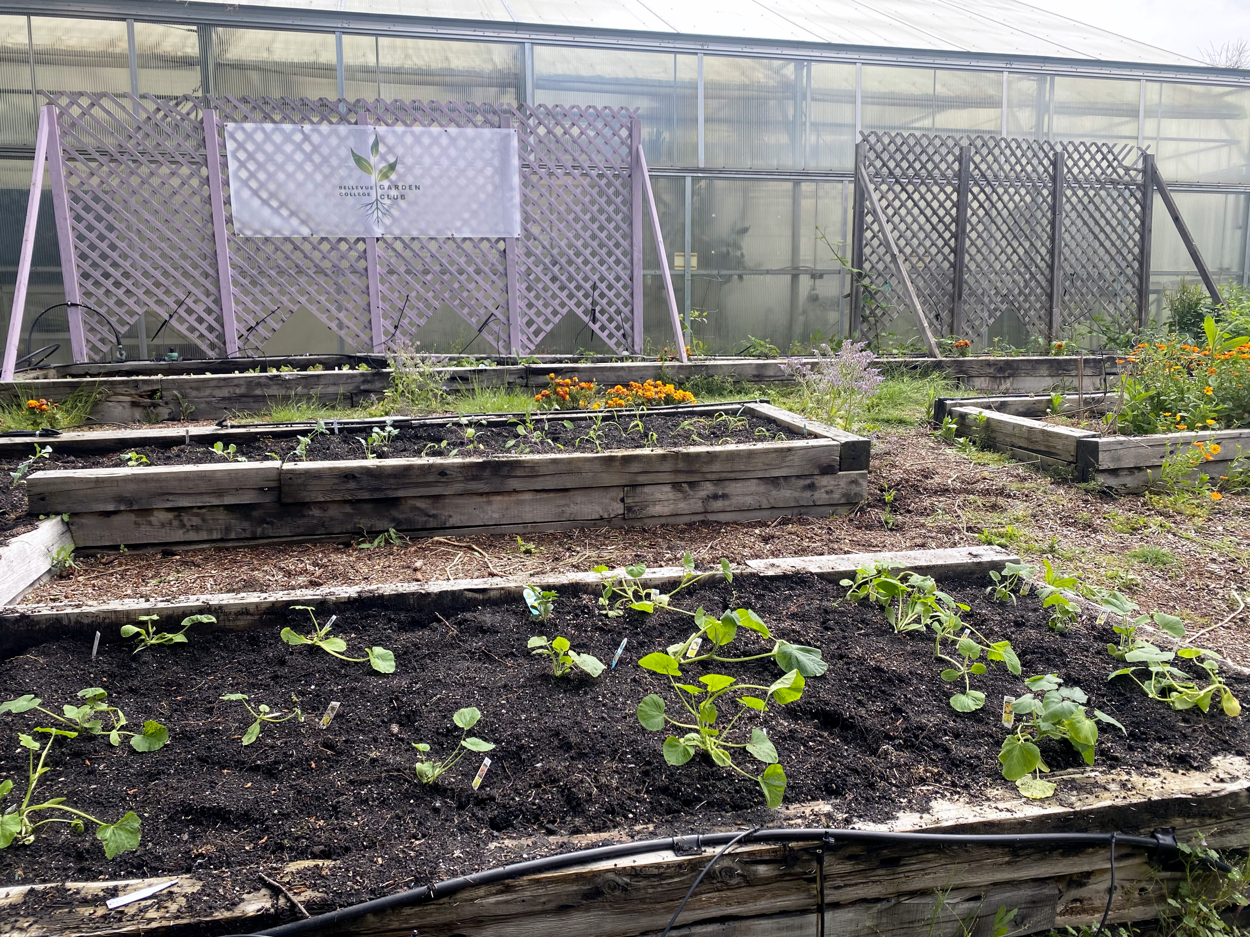 completed planted and cleaned after shot of the garden