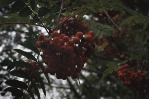 A bunch of crimson red berries on a dark background of foliage