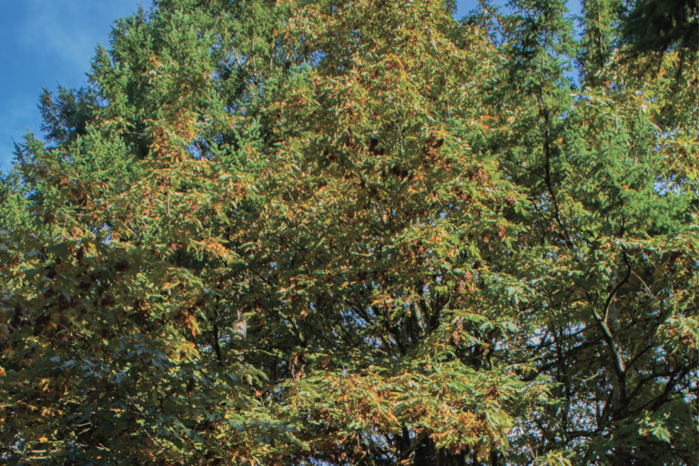 Big Leaf Maple