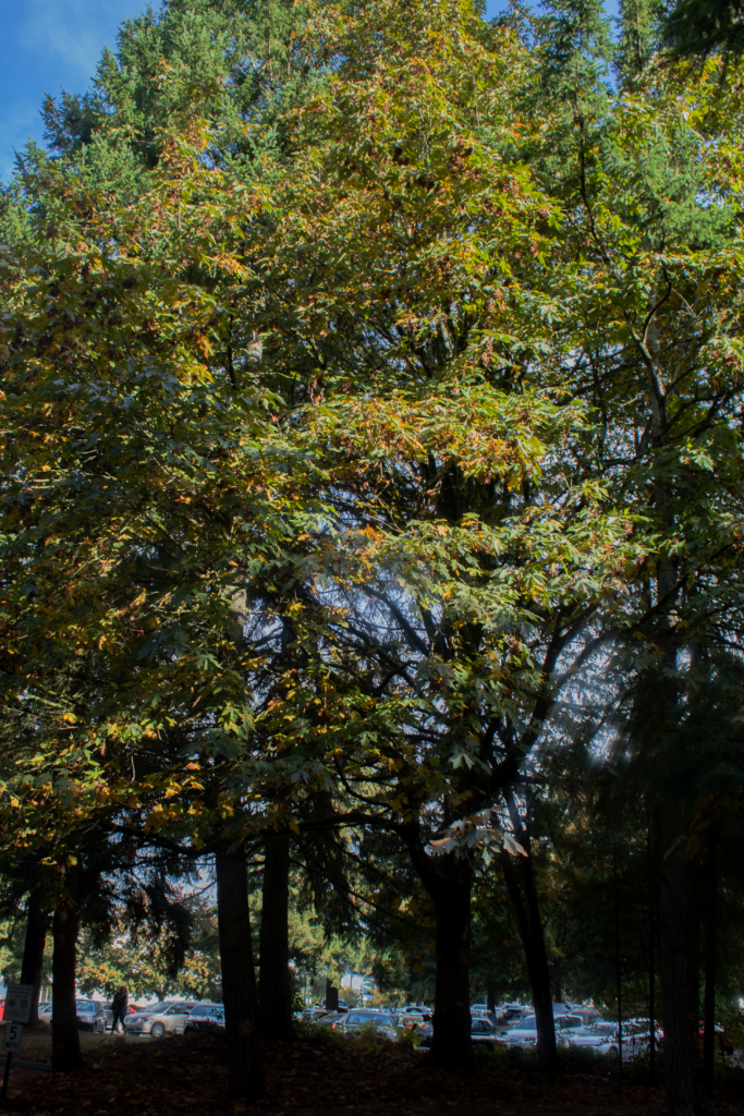 Big Leaf Maple